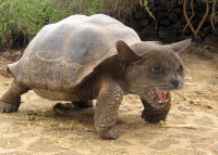 Turtle_Cat.jpg