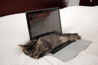 Cat_on_a_Laptop.jpg.scaled500.jpg