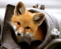 fox-tube.jpg