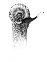 Snail_by_Rorkas.jpg