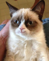 grumpy-cat-smile.jpg