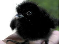 babycrow.jpg