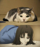 shiki-x-cat[1].jpg