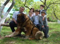 caucasian-shepherd-dog-for-sale-i11.jpg