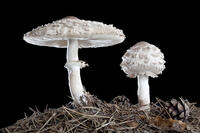 macroplepiota_rachodes.jpg