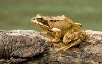 European_Common_Frog_Rana_temporaria.jpg