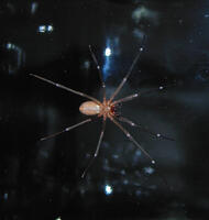 Brown-recluse-bottom.jpg