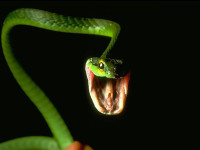 green-mamba.jpg