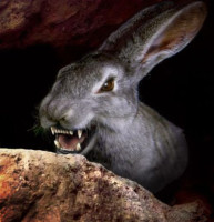 lepus.jpg