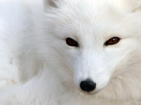 white-animalS_-(4).jpg