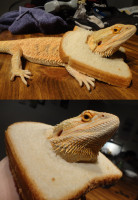 1384728244.kaprikaaz_breaded_dragon.jpg