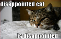 disappointed-cat-is-disappointed-lolcats-yeyF7P.jpg