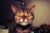 happy_cat_is_happy_by_anarosaphotography-d4ddoh1.jpg