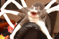 spidercat.jpeg