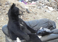 bear_seat_03.jpg