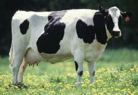 Cow.jpg