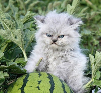 Kitty-Pondering-Watermelon-01.jpeg