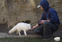 Artic_Fox_feeding_time_by_johnssnapshots.jpg