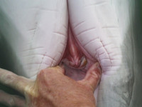 dolphin_genital21.jpg