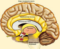 мозг.jpg