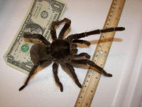 bigest_spider[1].jpg