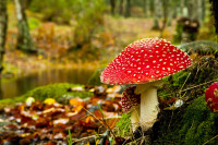 6112_Poisonous-red-mushroom-in-the-forest-autumn-t.jpg