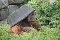 800px-Pongo_abelii_at_the_Philadelphia_Zoo_013.jpg