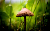 Small-mushroom-wallpaper_7198.jpg