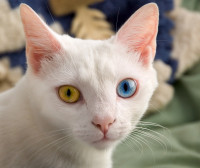 June_odd-eyed-cat_cropped.jpg