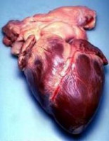 real-human-heart.jpg