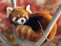 lesser-panda-oji-zoo-kobe-japan.jpg