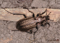 carabus.jpg