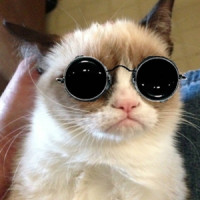 Gangnam-Style-With-Grumpy-Cat-Wearing-Glasses-Funn.jpg