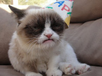 grumpy_cat_hates_bower_16883.jpg