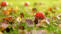 red-mushroom-wallpaper.jpg