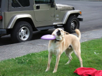 dog-fails-to-catch-frezbee.jpg