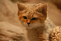 sand-cat-10.jpg