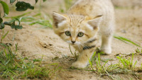 Sand-Cat-Wallpaper.jpg