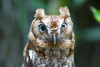 post-11112-Angry-Owl-Nmyn.jpeg