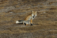 121022-JIB-Tibetan-Fox-4.jpg