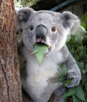 suprised_koala_eating_leaf.jpg