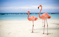 Nature_Flowers_Pink_flamingo_005143_.jpg