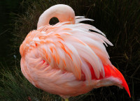 flamingo-facts4.jpg