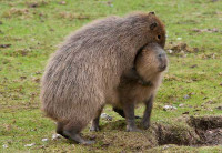 capybara2[1].jpg