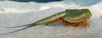 Triops_australiensis.jpg