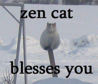 Zen_Cat.jpg