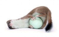 28479-Stoat-with-egg-white-background.jpg