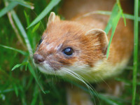 stoat-uk_1600x1200.jpg