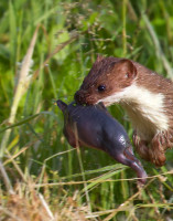 Stoat-3.jpg