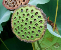 Nelumbo_nucifera5_enl.jpg